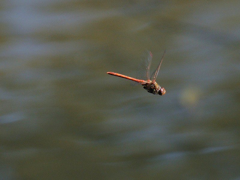 Sympetrum striolatum